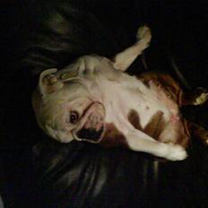 Engelsk bulldog luna