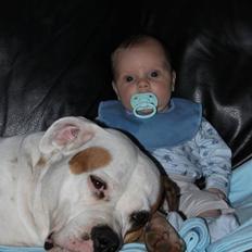 Amerikansk bulldog God Blesed Aschera R.I.P. 21/2 2011