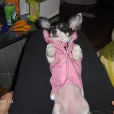 Chihuahua Dolly