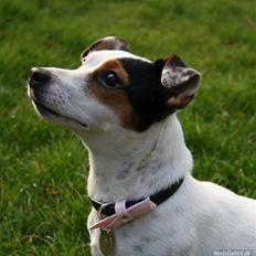 Jack russell terrier * Ellegårdens Jæger * 
