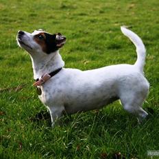 Jack russell terrier * Ellegårdens Jæger * 