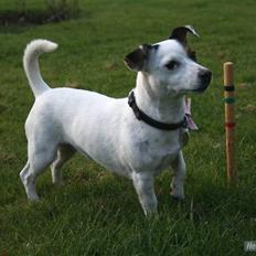 Jack russell terrier * Ellegårdens Jæger * 