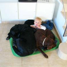 Labrador retriever Tarzan R.I.P.