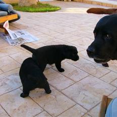Labrador retriever Tarzan R.I.P.