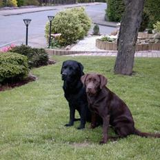 Labrador retriever Tarzan R.I.P.