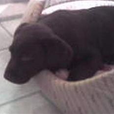 Labrador retriever Buller