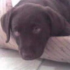 Labrador retriever Buller