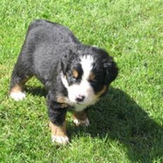 Berner sennenhund Herlettas Vicktor †R.I.P†