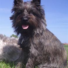 Cairn terrier Wimsy