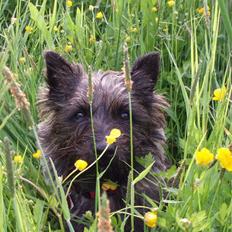 Cairn terrier Wimsy