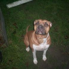 Amerikansk bulldog nala