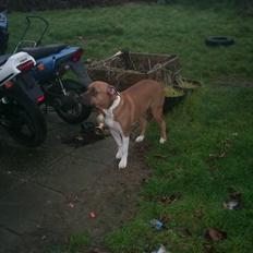 Amerikansk bulldog nala