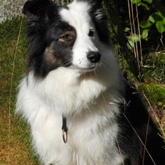 Border collie » Lucky