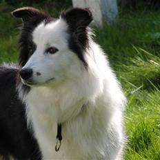 Border collie » Lucky