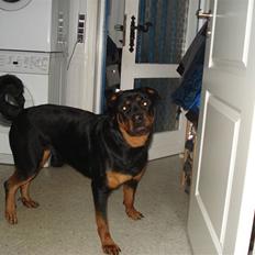 Rottweiler Troya