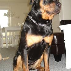 Rottweiler Troya