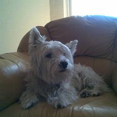 West highland white terrier Miro