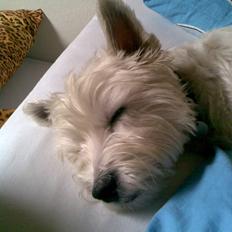 West highland white terrier Miro