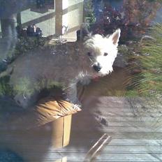 West highland white terrier Miro