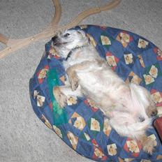 Border terrier holger:P død:´(