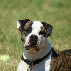 Blanding af racer Futte