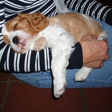 Cavalier king charles spaniel Saxo