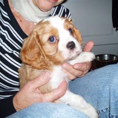 Cavalier king charles spaniel Saxo