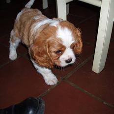 Cavalier king charles spaniel Saxo