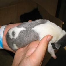 Staffordshire bull terrier Adam's Ghost Surprise