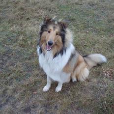 Collie langhåret Kenzo