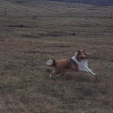 Collie langhåret Kenzo