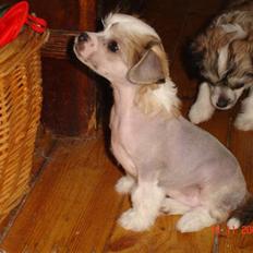 Chinese crested hårløs Scarlet