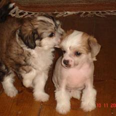Chinese crested hårløs Scarlet