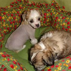 Chinese crested hårløs Scarlet