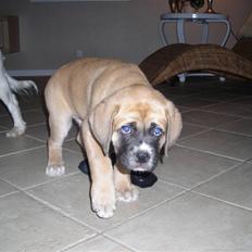 Mastiff neja