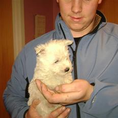 West highland white terrier Rødebros Balou