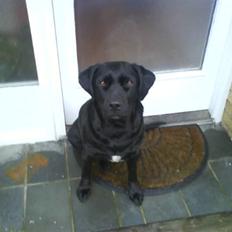 Labrador retriever mOlly 