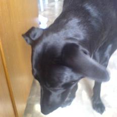Blanding af racer Neja R.I.P