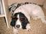 Engelsk springer spaniel Vilma ( Putte) - BLITZEN ER SKARP
