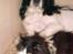Engelsk springer spaniel Vilma ( Putte) - hej