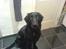 Flat coated retriever Charlie - ELSKER dig miin Charlie :D <3´3