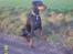 Dobermann Ally *R.I.P*