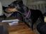 Dobermann Ally *R.I.P* - ally 1 år gammel