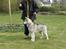 Siberian husky R.I.P Kimik´s Dinna