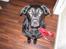 Labrador retriever Dixi - Meget fotogen