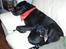 Labrador retriever Dixi - Sally og Dixi - De bedste venner