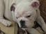 Engelsk bulldog Nala R.i.p D 22/7-2017 - Så er det tid til en lur