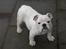 Engelsk bulldog Nala R.i.p D 22/7-2017 - ER en tur i gården