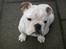 Engelsk bulldog Nala R.i.p D 22/7-2017 - jeg sidder og kigger