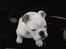 Engelsk bulldog Nala R.i.p D 22/7-2017 - ups her må jeg ikke være